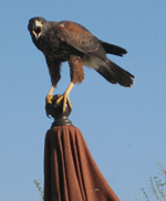 harris hawk